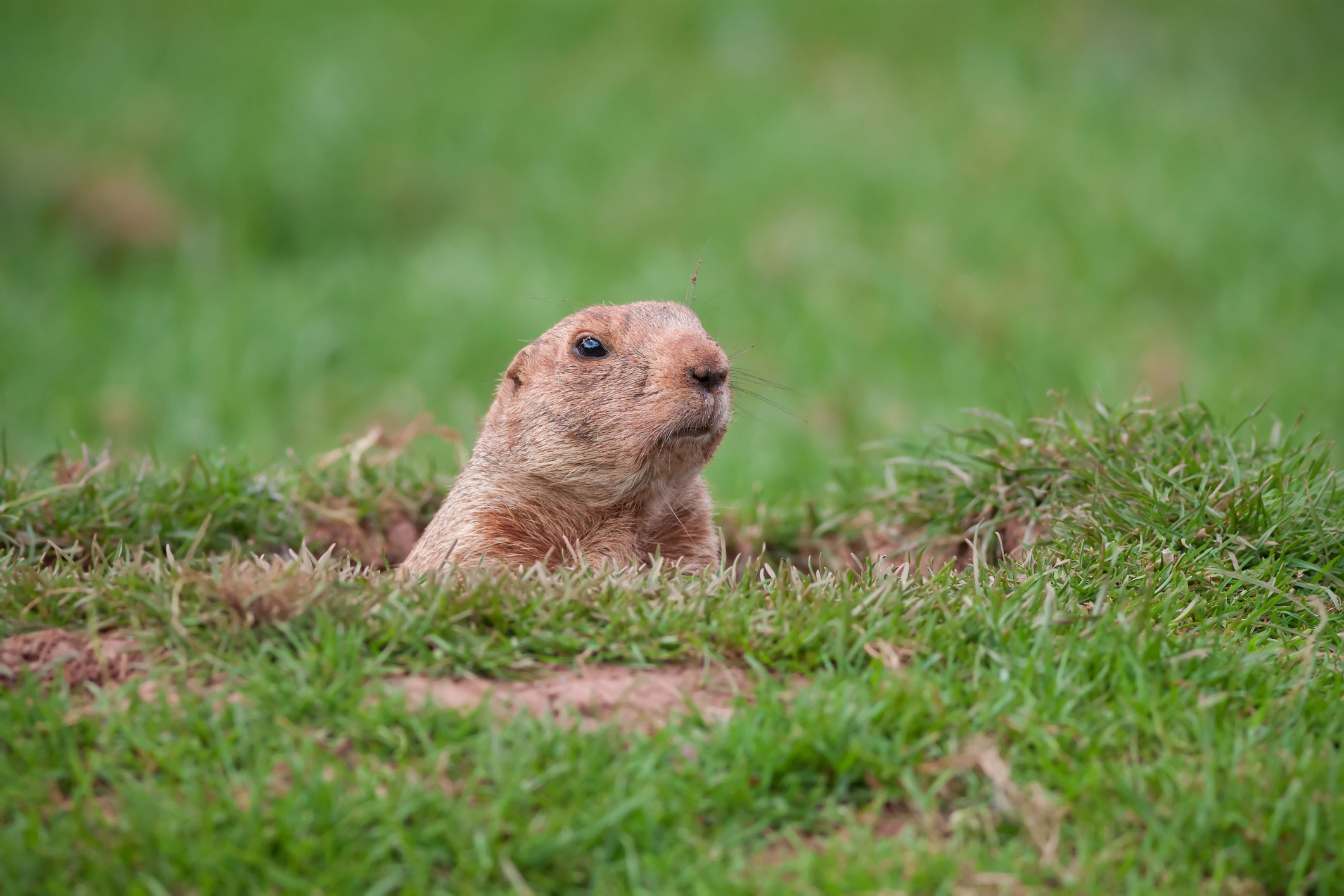 Gophers