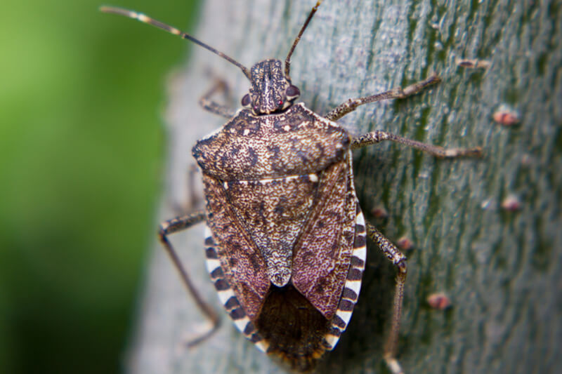 Stink Bugs